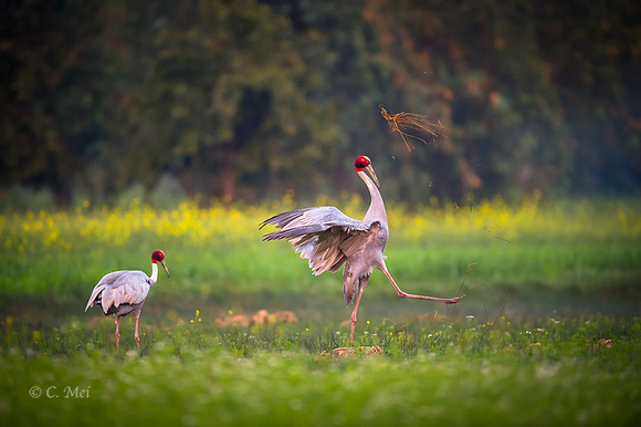 Sarus cranes