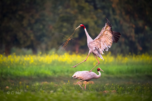 Sarus cranes