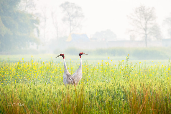 Sarus cranes
