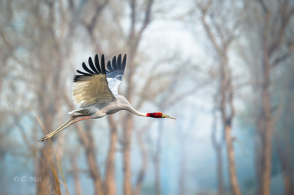 Sarus cranes