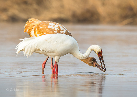 Siberian cranes