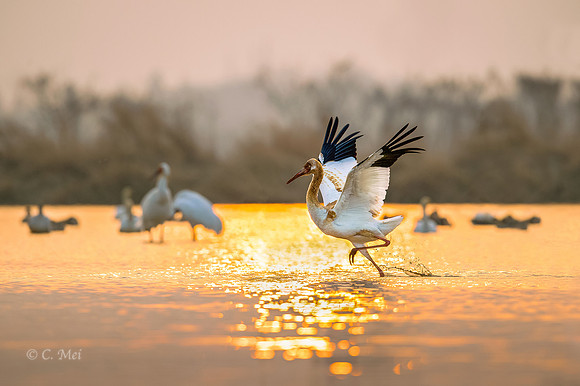 Siberian cranes