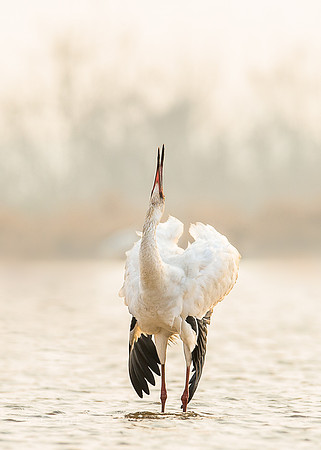Siberian crane