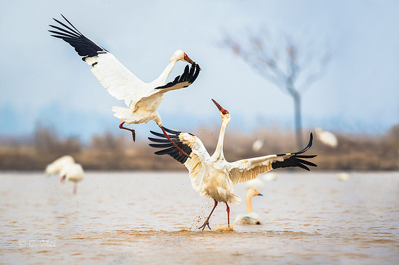 Siberian cranes