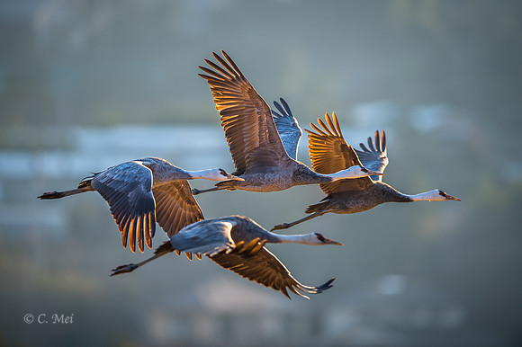 Hooded crane