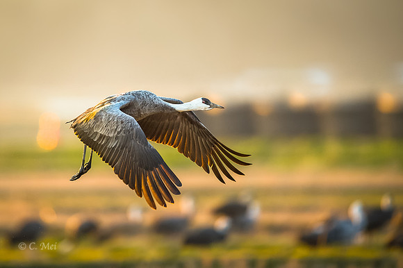 Hooded crane