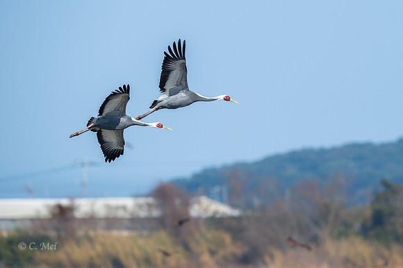 White-naped crane