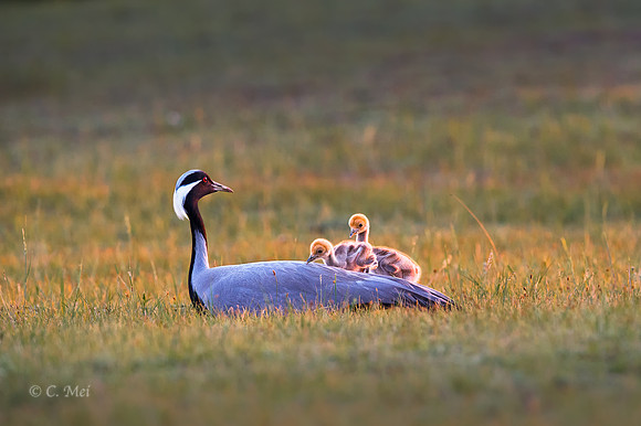 Demoiselle cranes