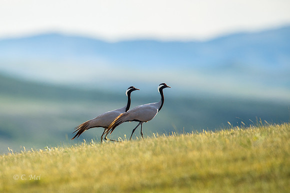 Demoiselle cranes
