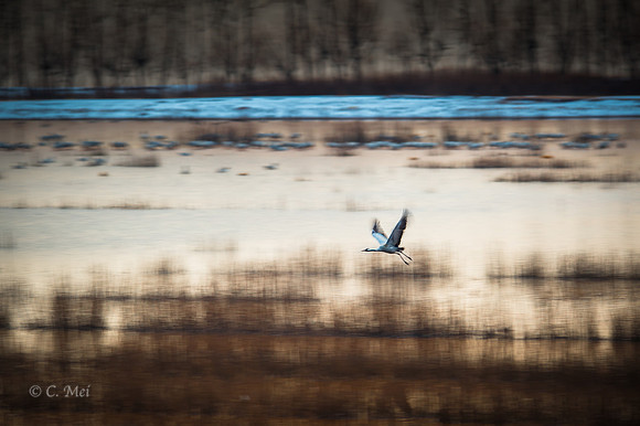 Eurasian crane