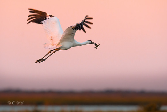 Whooping crane