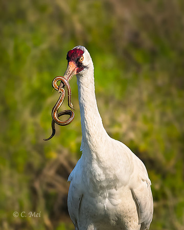 Whooping crane