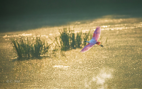 _DSC4396_golden