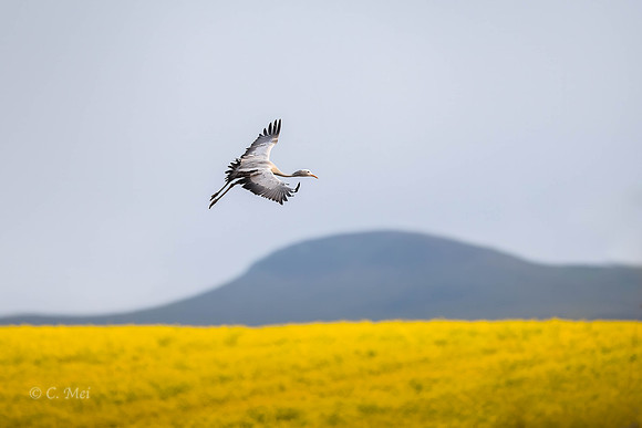 Blue_DSC4929_SA_Overberg