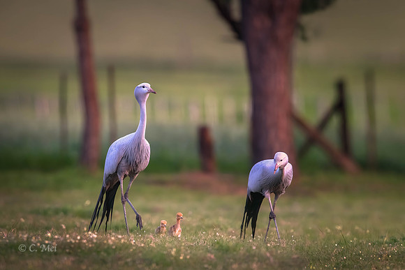 Blue_DSC7811_SA_Swatland