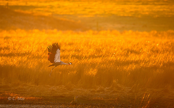 GreyCrowned_DSC2591_SA_KwaZulu
