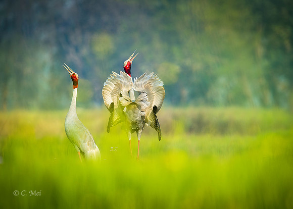 Sarus_DSC7483_Nepal_Lumbini_2