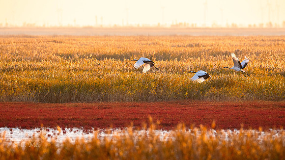 RedCrowned_DSC9972_China_PanJing2