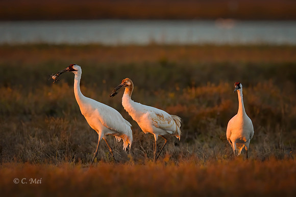 Whooping_DSC2211_USA_Aransas