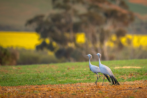 Blue_DSC4356_SA_Overberg