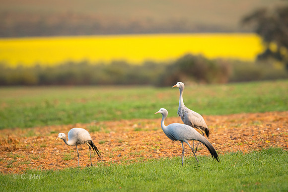 Blue_DSC4375_SA_Overberg