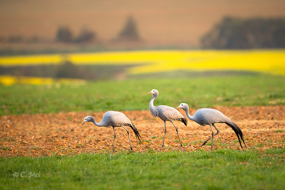 Blue_DSC4362_SA_Overberg