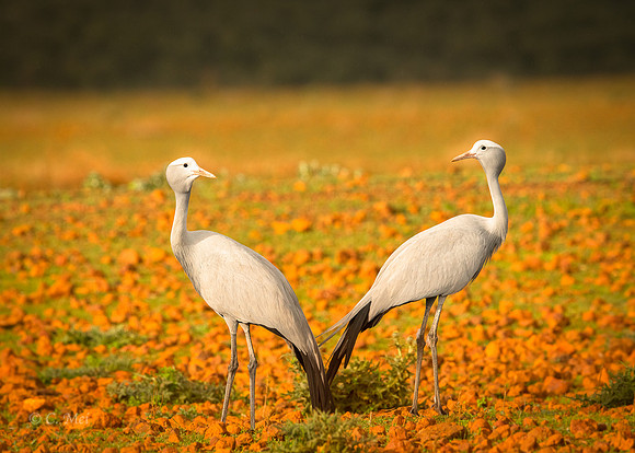 Blue_DSC4453_SA_Overberg