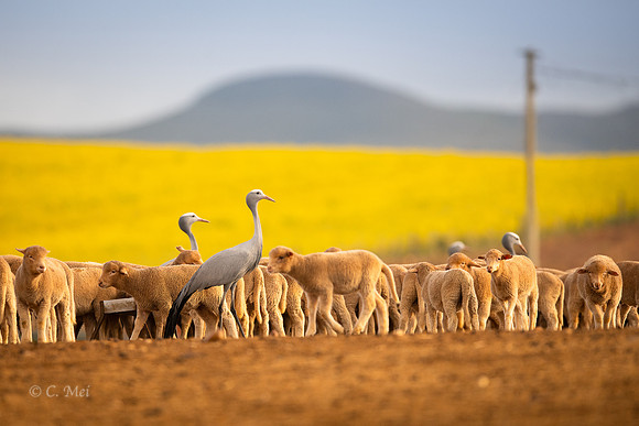 Blue_DSC4968_SA_Overberg