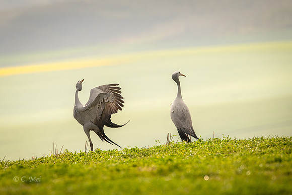 Blue_DSC5986_SA_Overberg