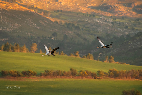 Blue_DSC5157_SA_Overberg_topaz