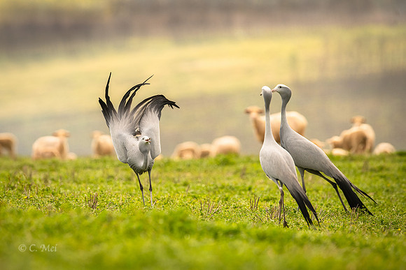 Blue_DSC6000_SA_Overberg