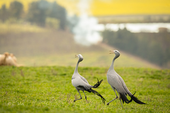 Blue_DSC5990_SA_Overberg
