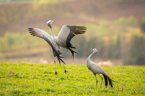 Blue_DSC6008_SA_Overberg