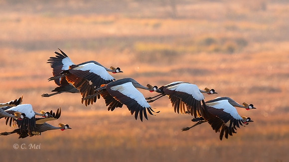 GreyCrowned_DSC0747_SA_KwaZulu