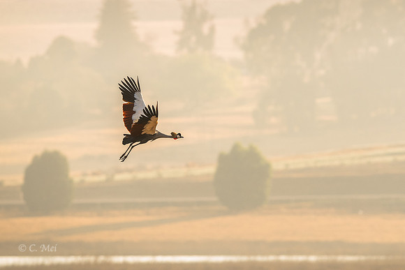 GreyCrowned_DSC2978_SA_KwaZulu