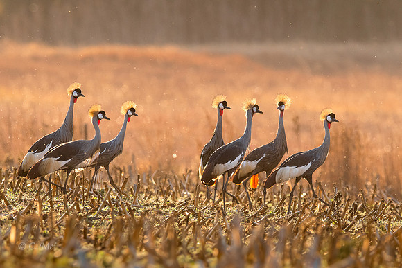 GreyCrowned_DSC0738_SA_KwaZulu