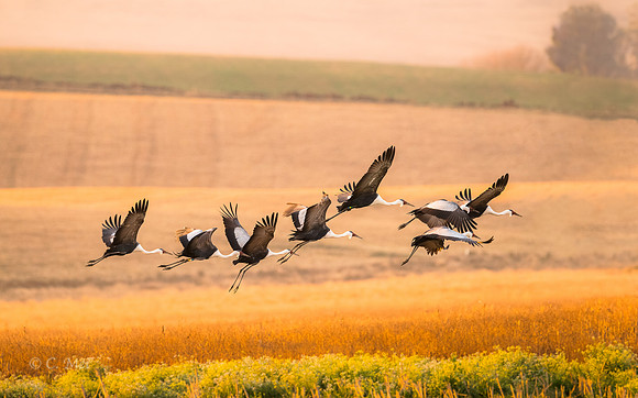 Wattled_DSC3710_SA_KwaZulu