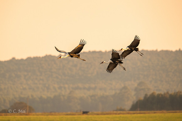 Wattled_DSC4235_SA_KwaZulu